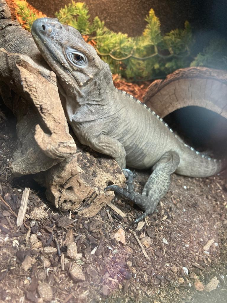 Rhino Iguana